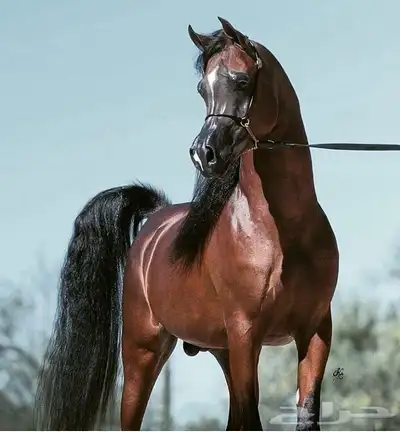 ايواء خيل بيع شراء تسويق index