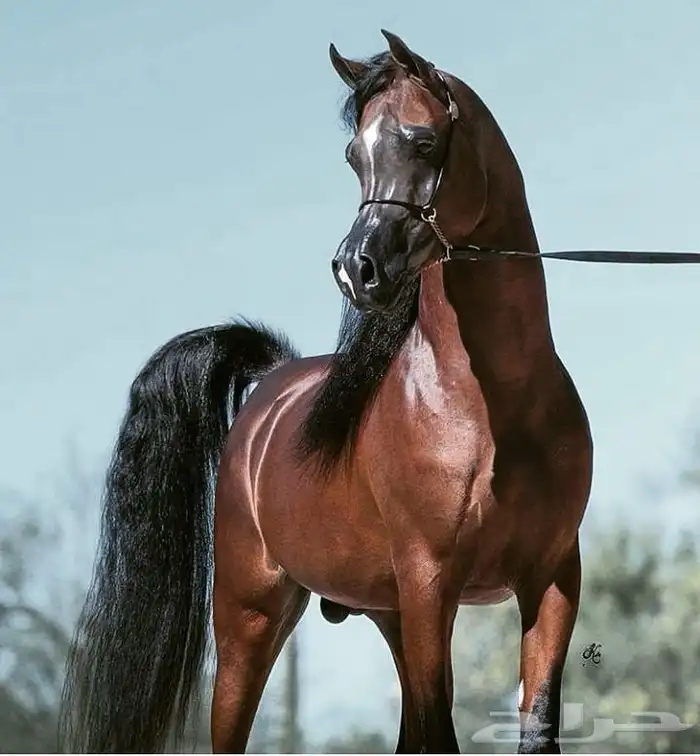 ايواء خيل بيع شراء تسويق 3