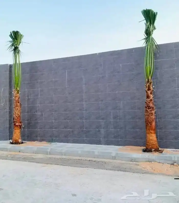 نخيل واشنطنيا للبيع 2