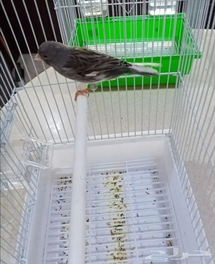 ذكور سوري تغريد 4