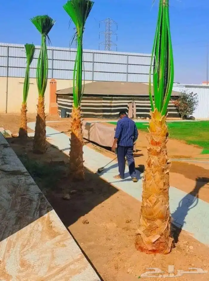 نخيل واشنطنيا للبيع 0