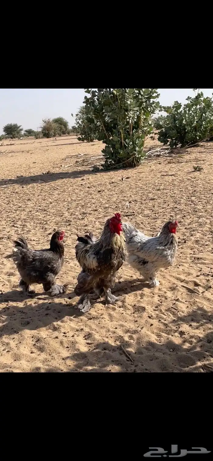 دجاج براهما 0