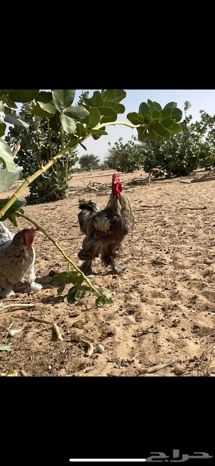 دجاج براهما 3