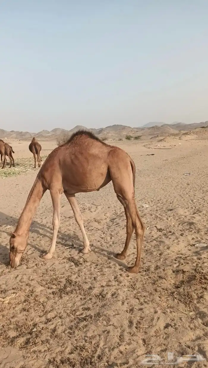 بكره للبيع 0