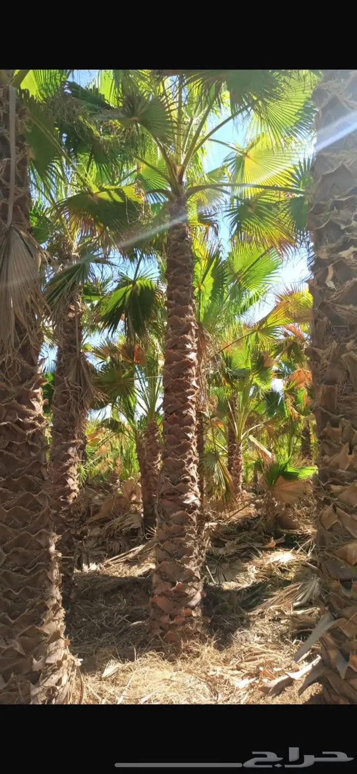 نخيل واشنطن للبيع بجميع انواع القاسات 5