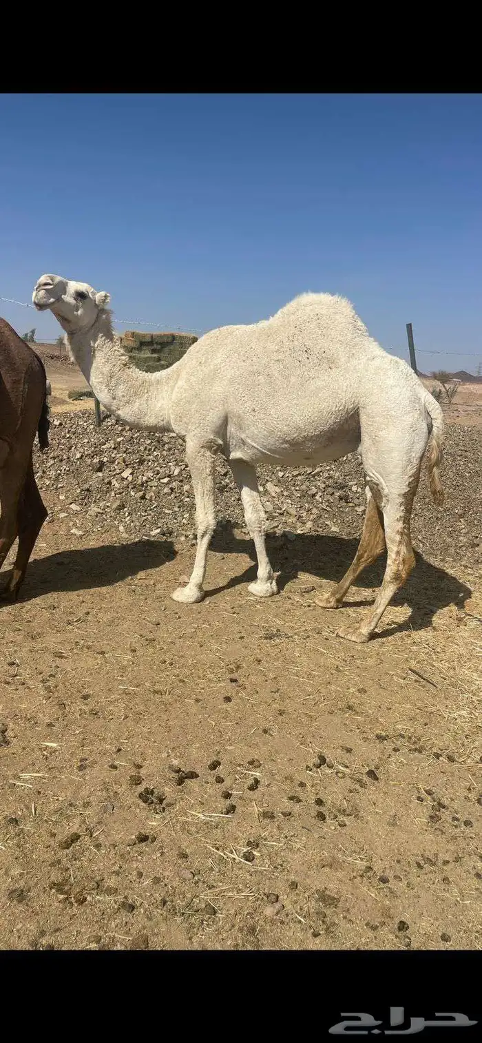 وضحاء كفو ضريبه الحد 6000 2