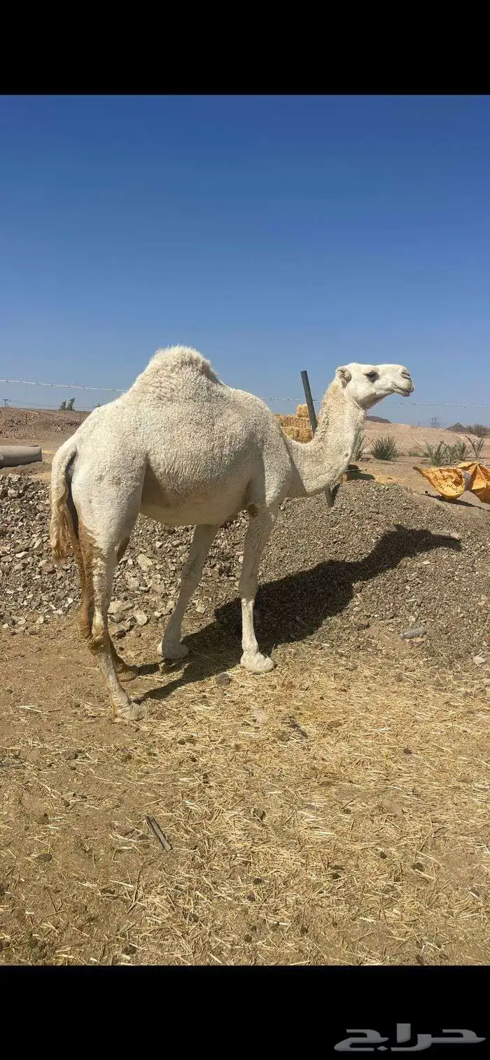 وضحاء كفو ضريبه الحد 6000 1