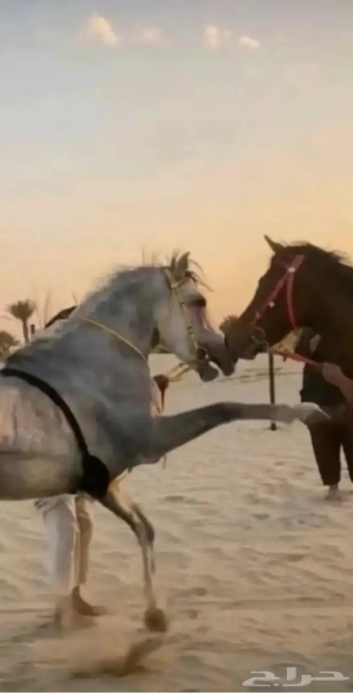 حصان شعبي 4