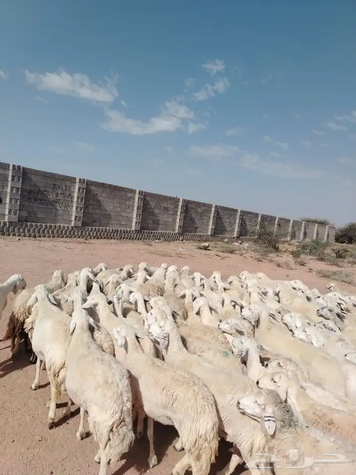 ضان حريات غنم نضيف غنم سرحه 0