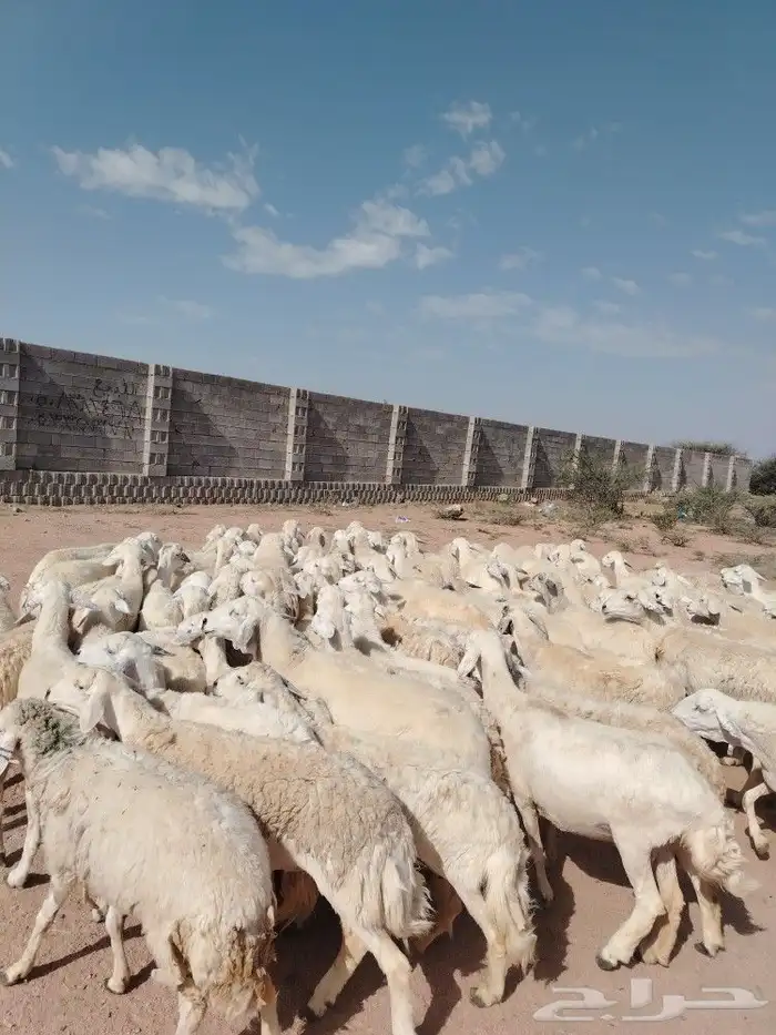 ضان حريات غنم نضيف غنم سرحه 2