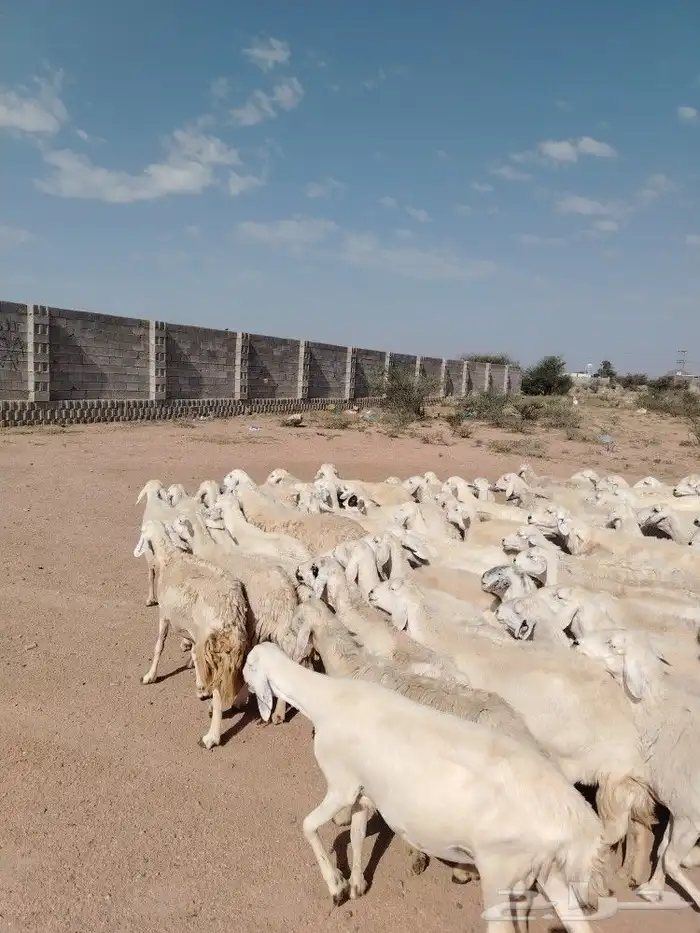 ضان حريات غنم نضيف غنم سرحه 1