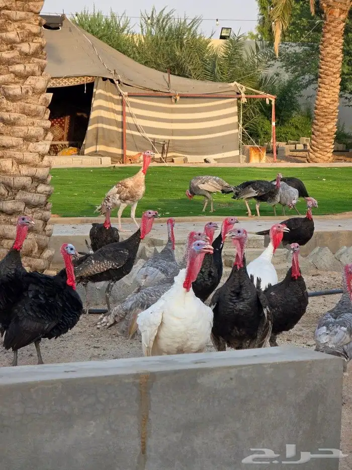 ديوك رومي عمر 8 شهور 2