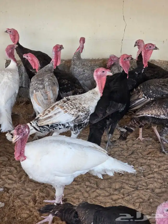 ديوك رومي عمر 8 شهور 3