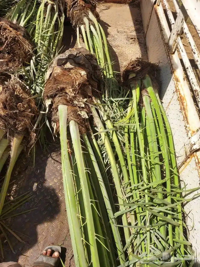 السلام عليكم زبائننا الكرام يوجد لدينا نخيل اسعار طيبه 4