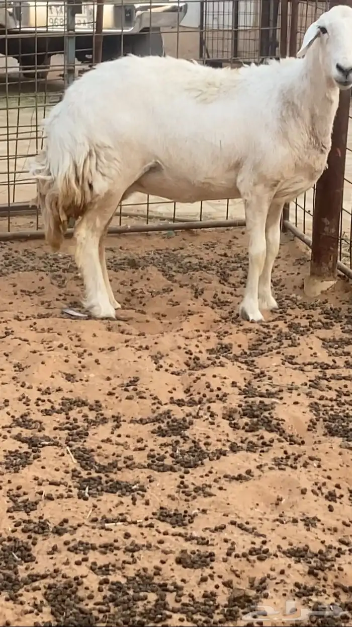 نعجه حريه 0
