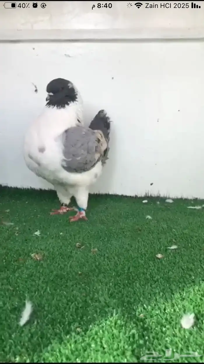 جوز مدينا فاخر 0