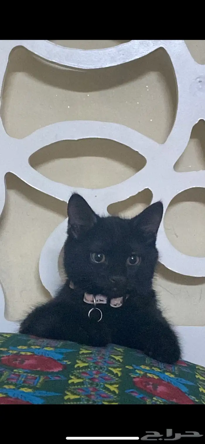 قطة سوداء صغيرة عمرها اكثر من خمس شهور 6
