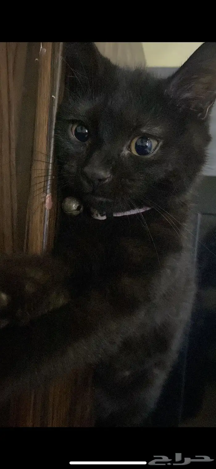 قطة سوداء صغيرة عمرها اكثر من خمس شهور 4