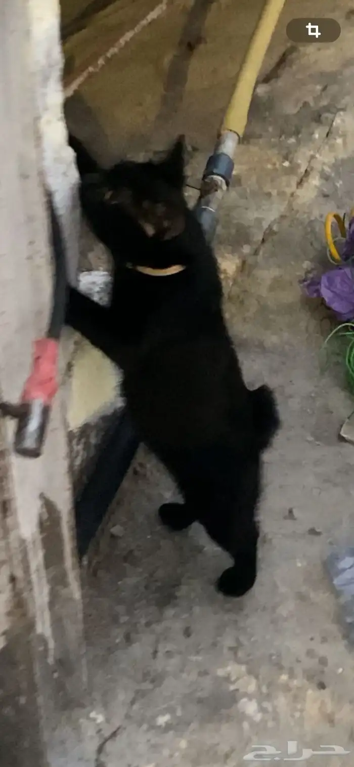 قطة سوداء صغيرة عمرها اكثر من خمس شهور 9