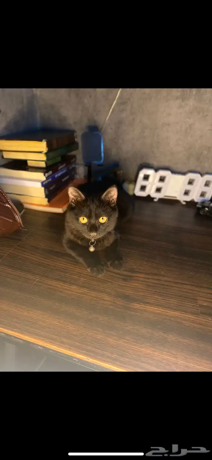 قطة سوداء صغيرة عمرها اكثر من خمس شهور 1