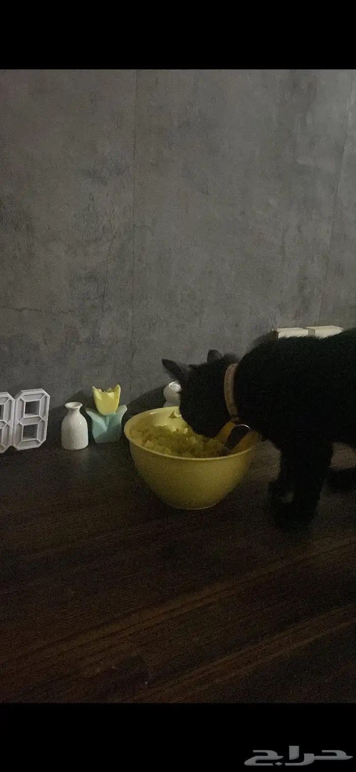 قطة سوداء صغيرة عمرها اكثر من خمس شهور 7