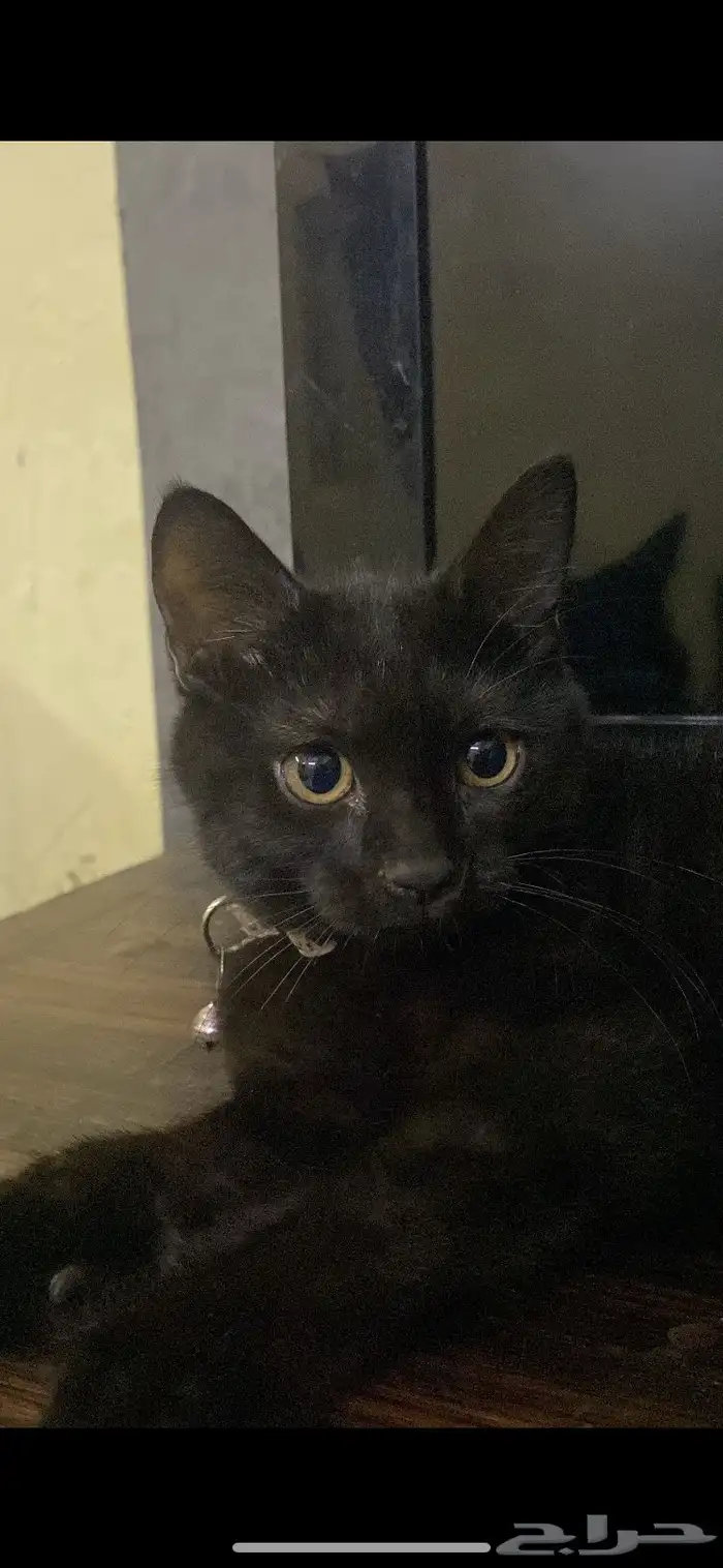 قطة سوداء صغيرة عمرها اكثر من خمس شهور 3