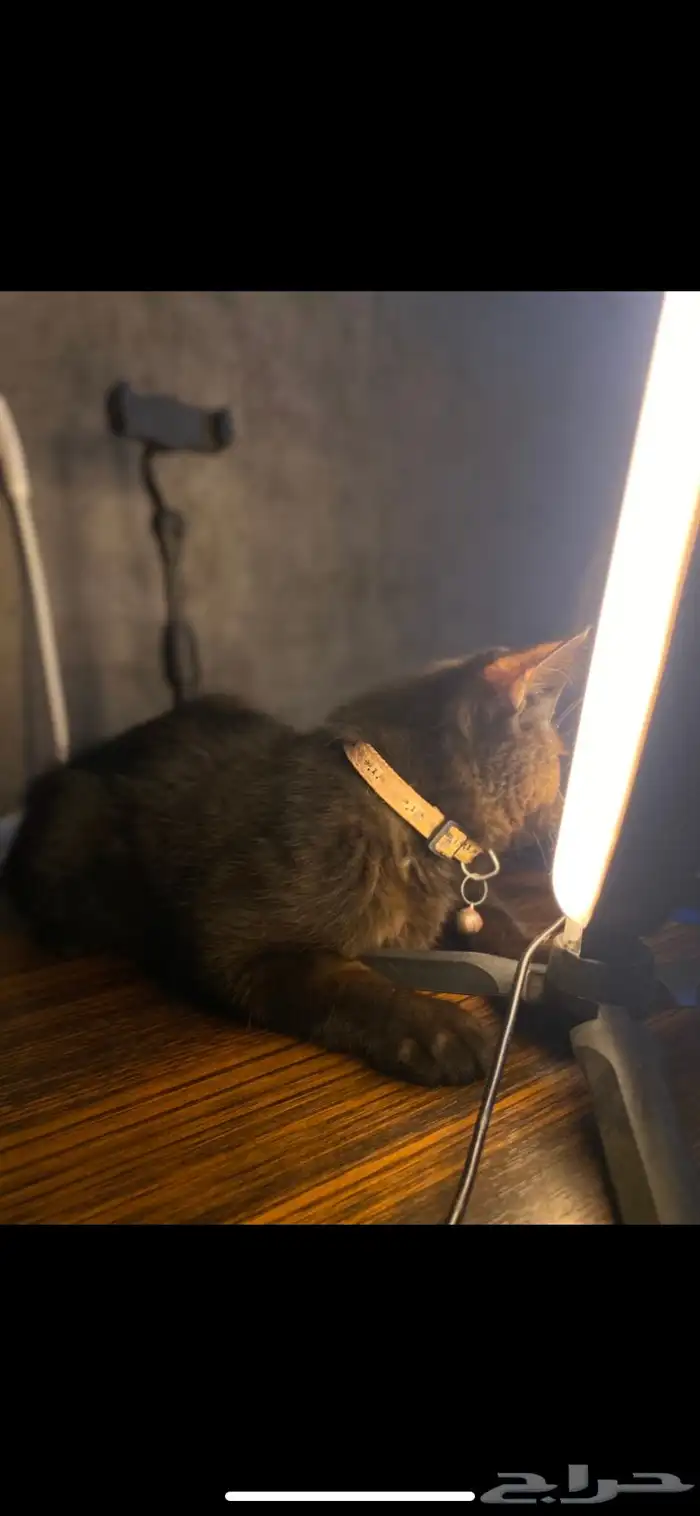 قطة سوداء صغيرة عمرها اكثر من خمس شهور 2