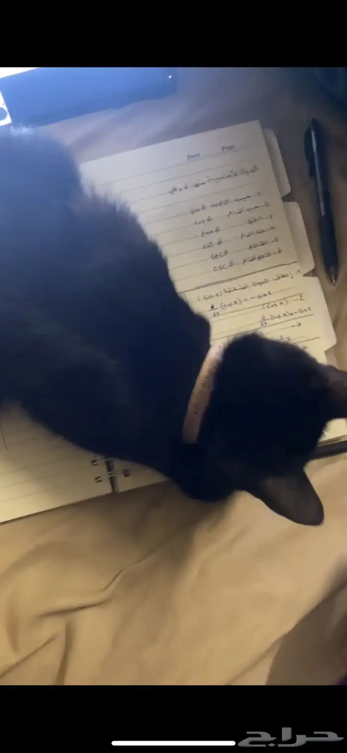 قطة سوداء صغيرة عمرها اكثر من خمس شهور 11