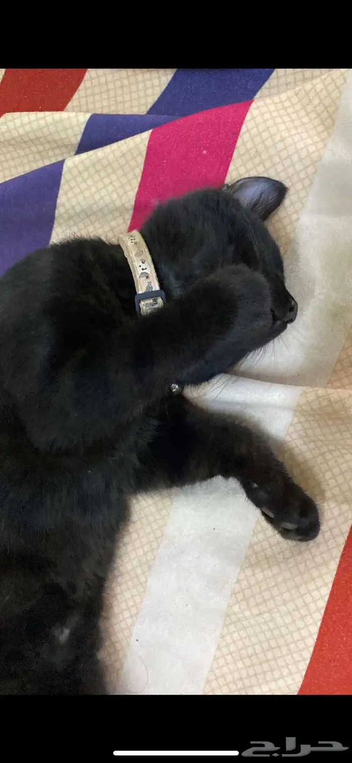 قطة سوداء صغيرة عمرها اكثر من خمس شهور 0