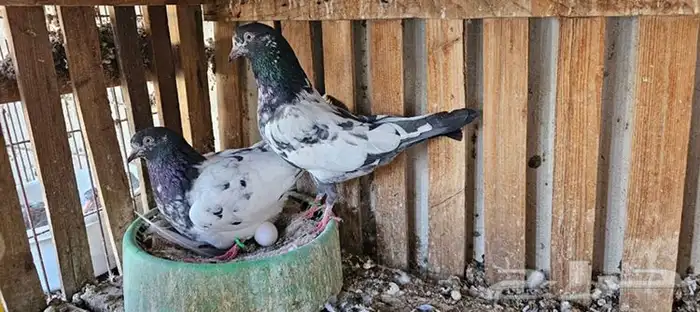 طبه تيدي بيور 14