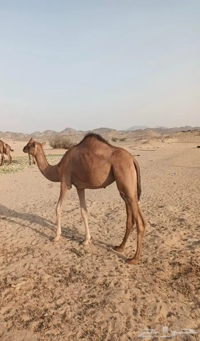 بكره للبيع 1