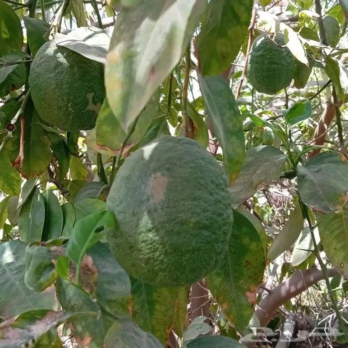 أشجار مثمره وزينه وضل متوفر جميع الأصناف 3