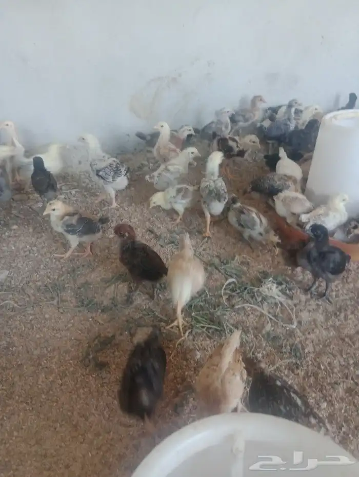 صوص بلدي للبيع صحه جيده 1