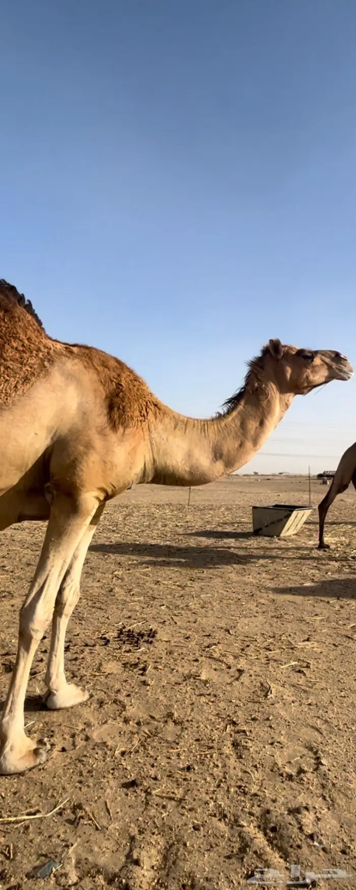 خلفه ساحليه تحتها بكره هاديه 3
