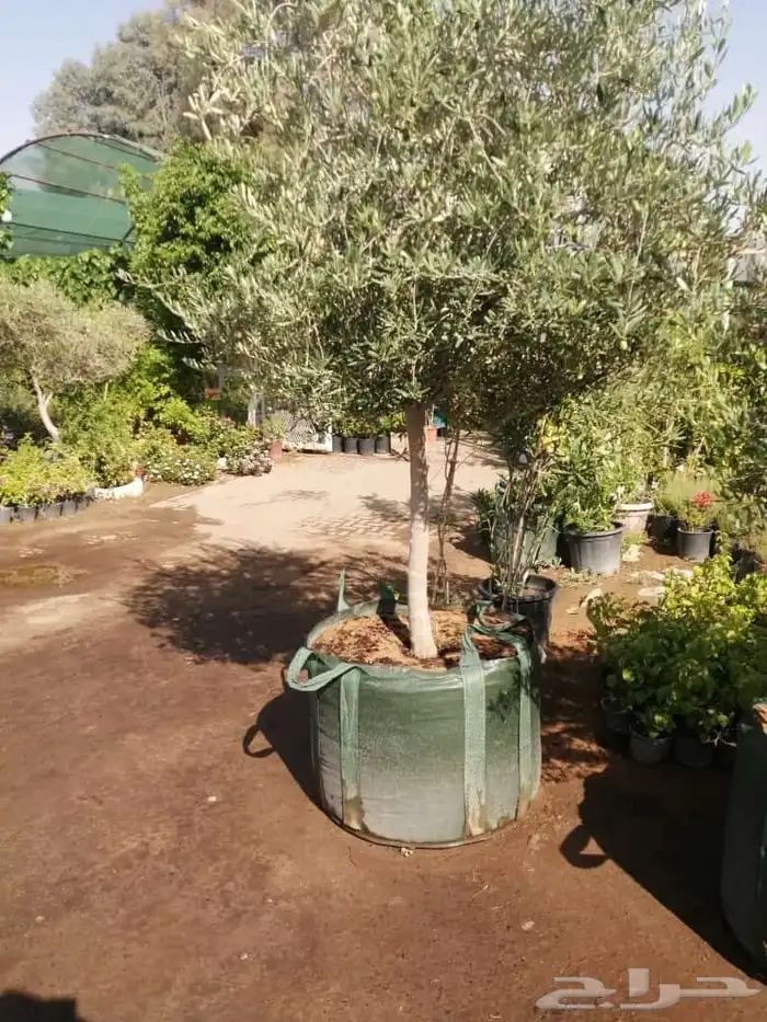 يوجد لدينا شجر الزيتون المعمر والمثمره وفي مركان 8