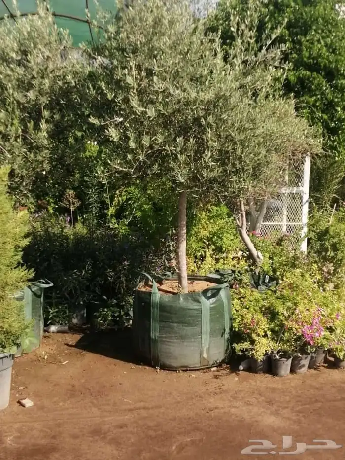 يوجد لدينا شجر الزيتون المعمر والمثمره وفي مركان 7