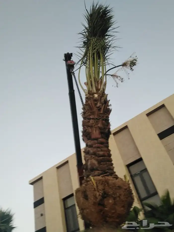 نخل للبيع نخيل مثمر نقايل فسايل خلاص صقعي سكري شيشي هلالي غر 5