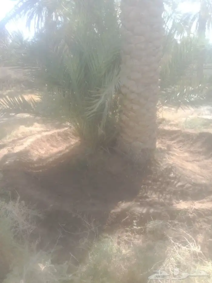 نعمل في مجال تنضيف النخيل تحويض وتكريب وقلع وغرس فراخه 1