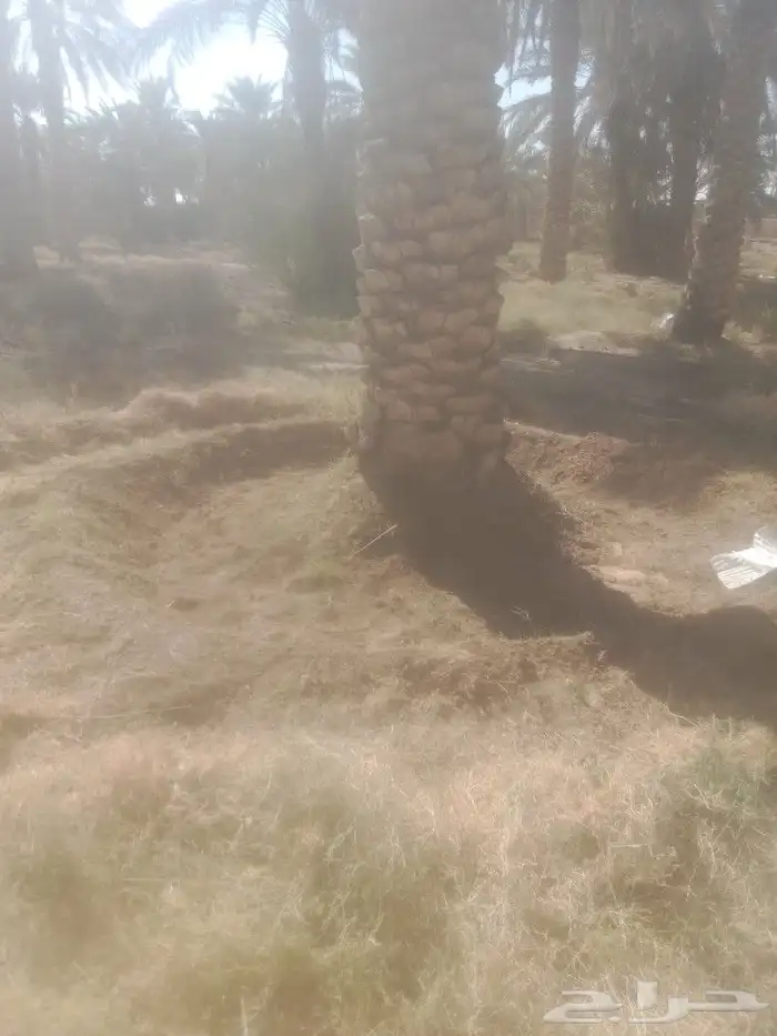 نعمل في مجال تنضيف النخيل تحويض وتكريب وقلع وغرس فراخه 0