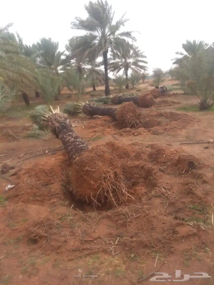 يوجدلدينا 40حبه خلاص علامترونص طيب خلاص شيقروجميع المقاسات ا 2