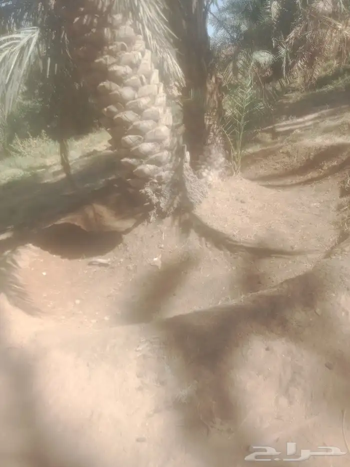 نعمل في مجال تنضيف النخيل تحويض وتكريب وقلع وغرس فراخه 2