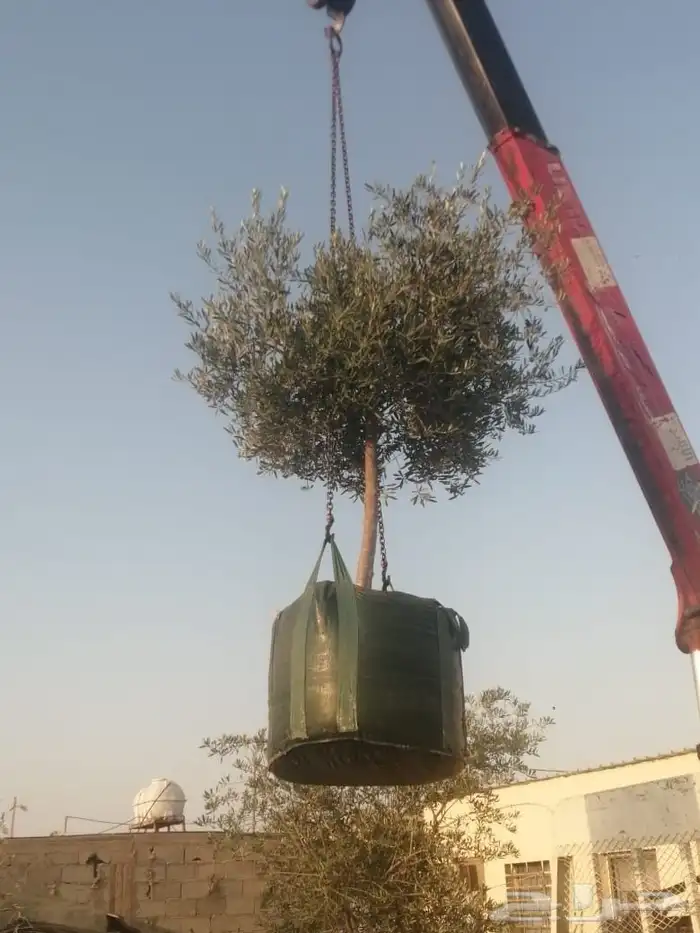 يوجد لدينا شجر الزيتون المعمر والمثمره وفي مركان 6