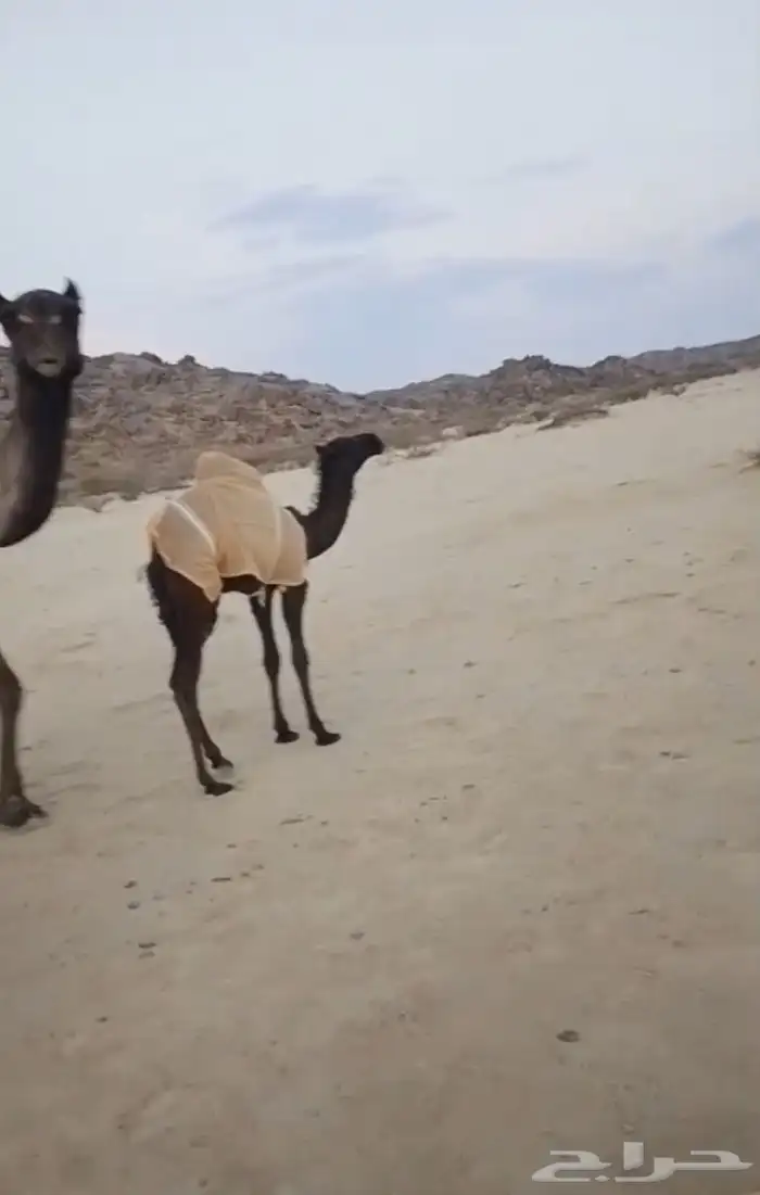 خلفه 0