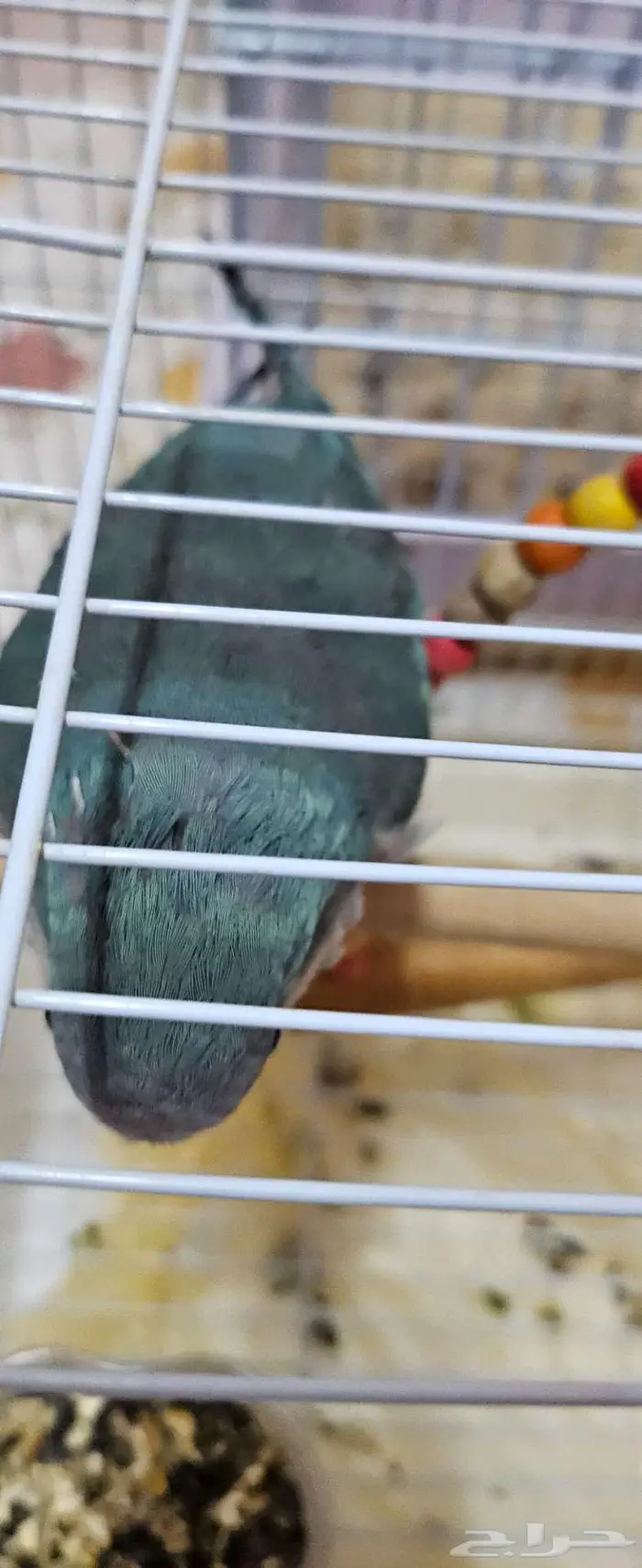 طائر لوري وكويكر 0