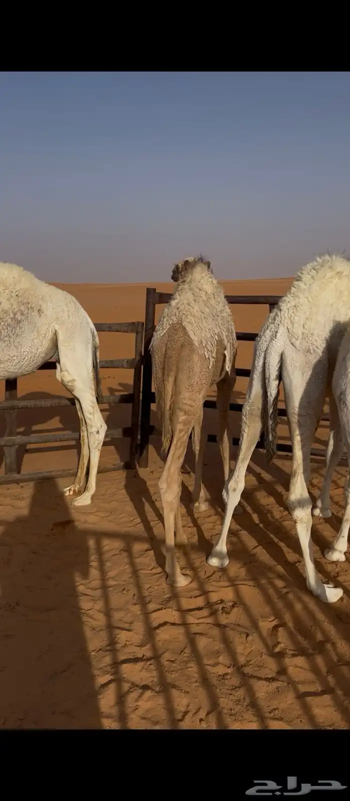 قعدان للبيع 2