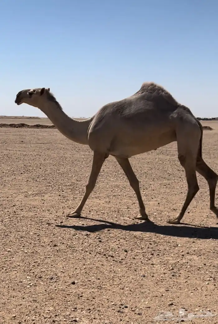 الموقع حفر الباطن طريق الشمال تقريبآ 17كم على اليسار 10