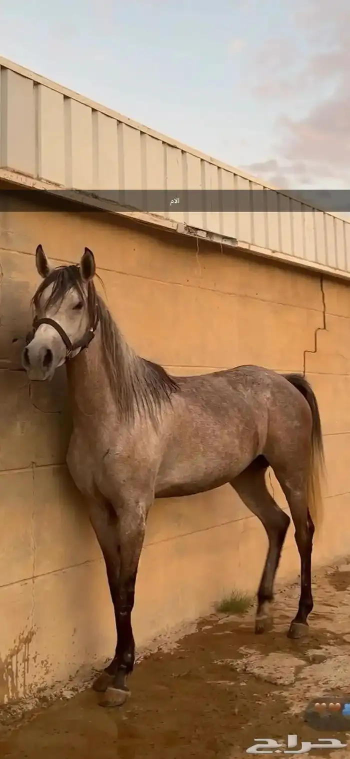 مهره شعبيه فاخره 3
