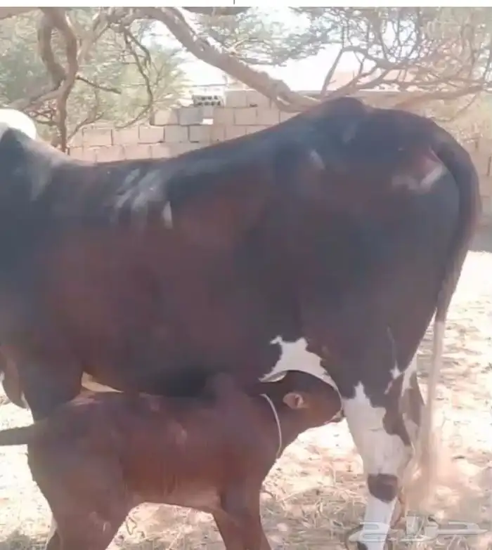 بقره بحسيلها للبيع 0
