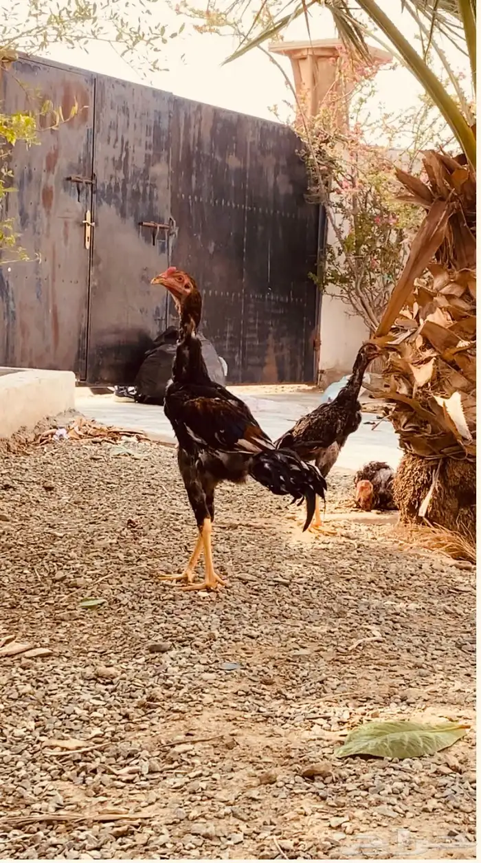 فروخ شامو ياباني 1