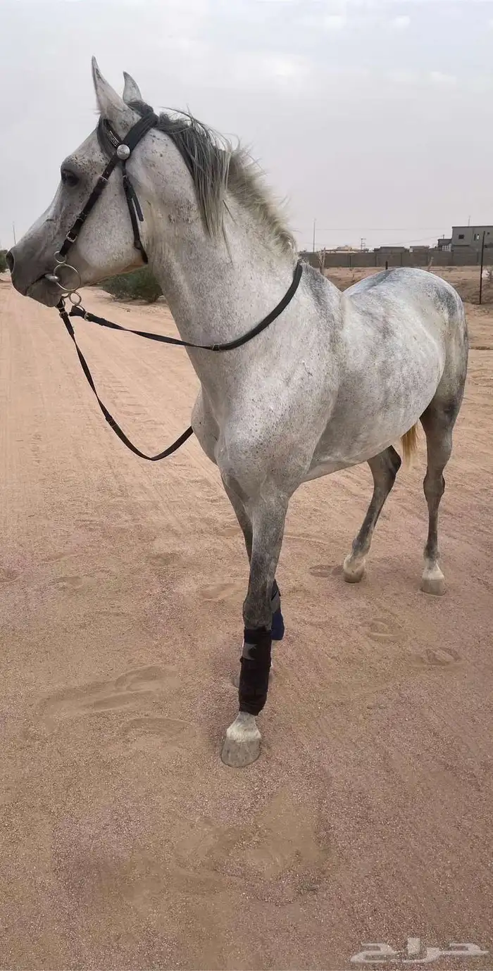 حصان شعبي 1